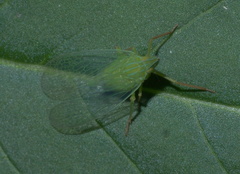 Rhynchomitra microrhina