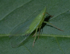 Rhynchomitra microrhina