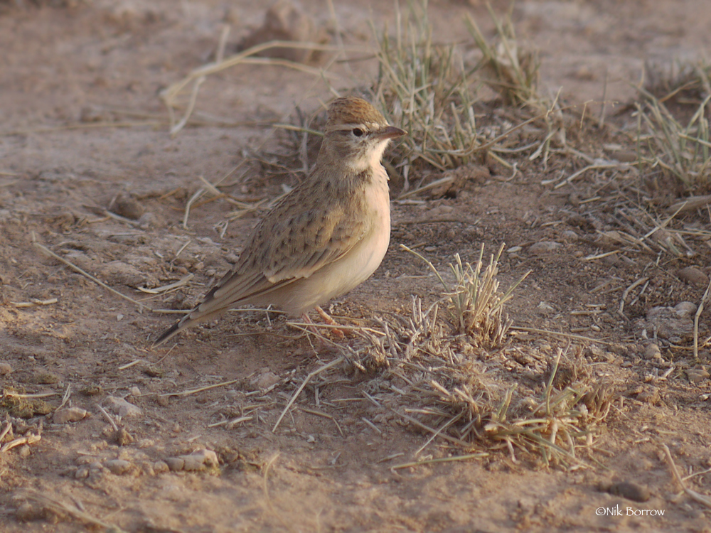 Rufous-capped Lark photo