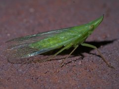 Rhynchomitra microrhina