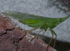 Rhynchomitra microrhina