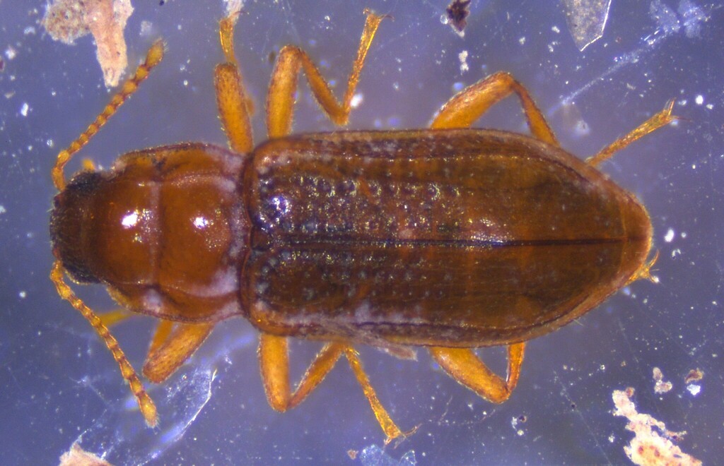 Neoelmis caesa