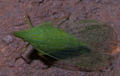 Rhynchomitra microrhina