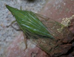 Rhynchomitra microrhina