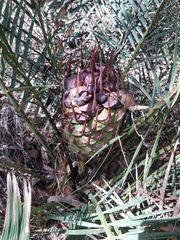 Macrozamia communis