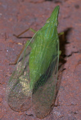 Rhynchomitra microrhina