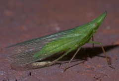 Rhynchomitra microrhina