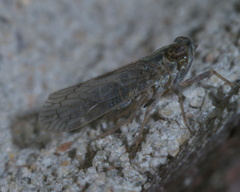 Melanoliarus aridus