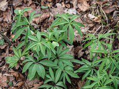 Helleborus dumetorum, photograph (c) rainerburkard, some rights reserved (CC BY)