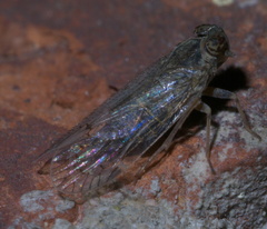 Melanoliarus aridus