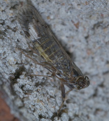 Melanoliarus aridus