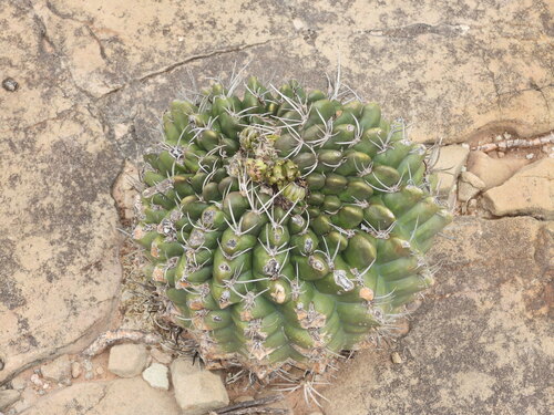 Violet easter lily cactus (Echinopsis obrepanda)