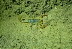 Paruroctonus variabilis