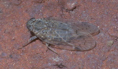 Melanoliarus aridus