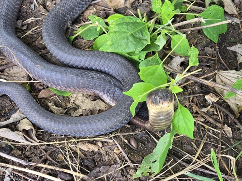 Snouted Cobra