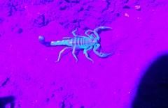 Paruroctonus variabilis