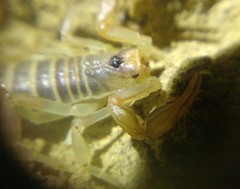 Paruroctonus variabilis