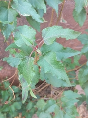 Cistus populifolius