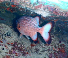 Shadowfin Soldierfish photo 4