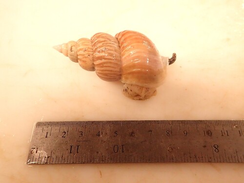 Buccinum scalariforme, 2026-03-16
