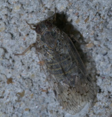 Melanoliarus aridus