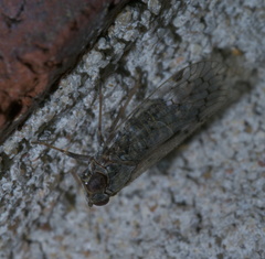 Melanoliarus aridus