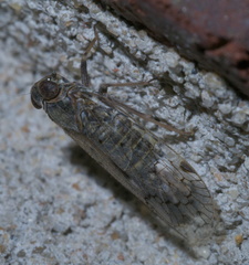 Melanoliarus aridus