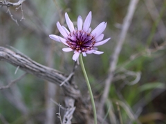 Tragopogon porrifolius