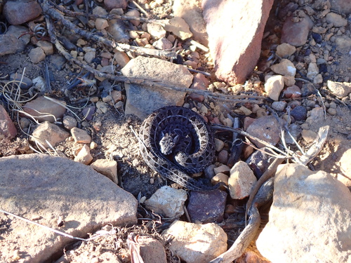 Berg Adder