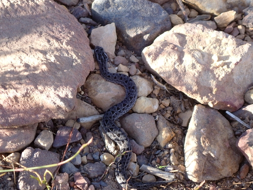 Berg Adder