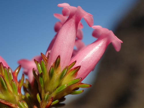 Bay Heath (Erica daphniflora)