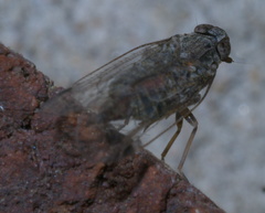 Melanoliarus aridus