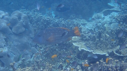 Orange-finned emperor (Lethrinus erythracanthus) — Lethrinidae — 5