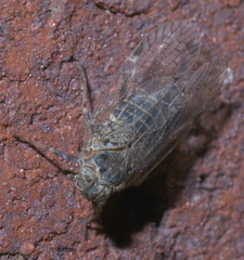 Melanoliarus aridus