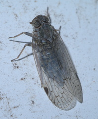 Melanoliarus aridus