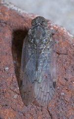 Melanoliarus aridus