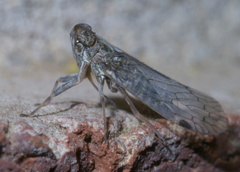 Melanoliarus aridus
