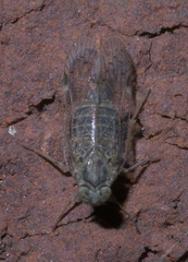Melanoliarus aridus