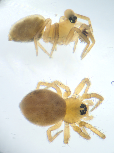 Minicia marginella