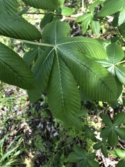 Aesculus pavia pavia