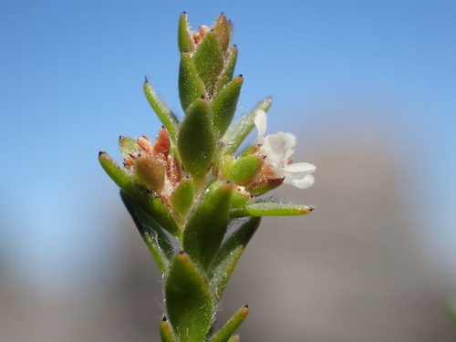 Onestyle Streambush (Brunia monostyla)