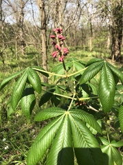 Aesculus pavia pavia