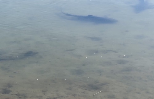 iNaturalist observation photo of Haller's Round Ray