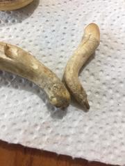 Agrocybe