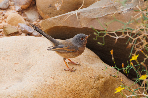 Tristram's Warbler