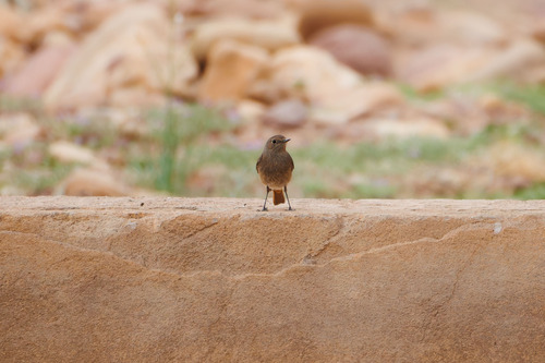 Black Redstart