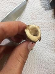 Agrocybe
