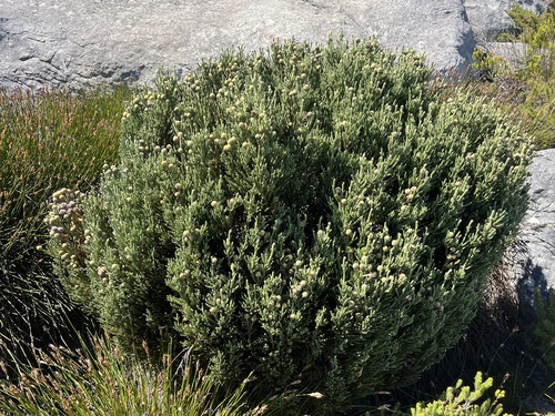 Ball Spikekol (Brunia sphaerocephala)