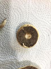 Agrocybe