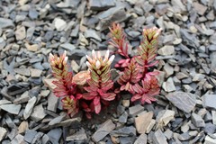 Epilobium pycnostachyum